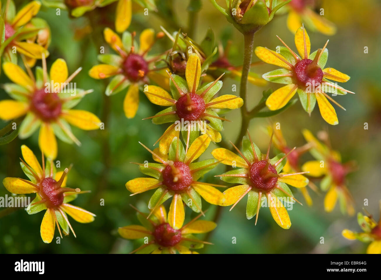 yellow saxifrage, yellow mountain saxifrage, evergreen saxifrage (Saxifraga aizoides), flowers, Germany Stock Photo