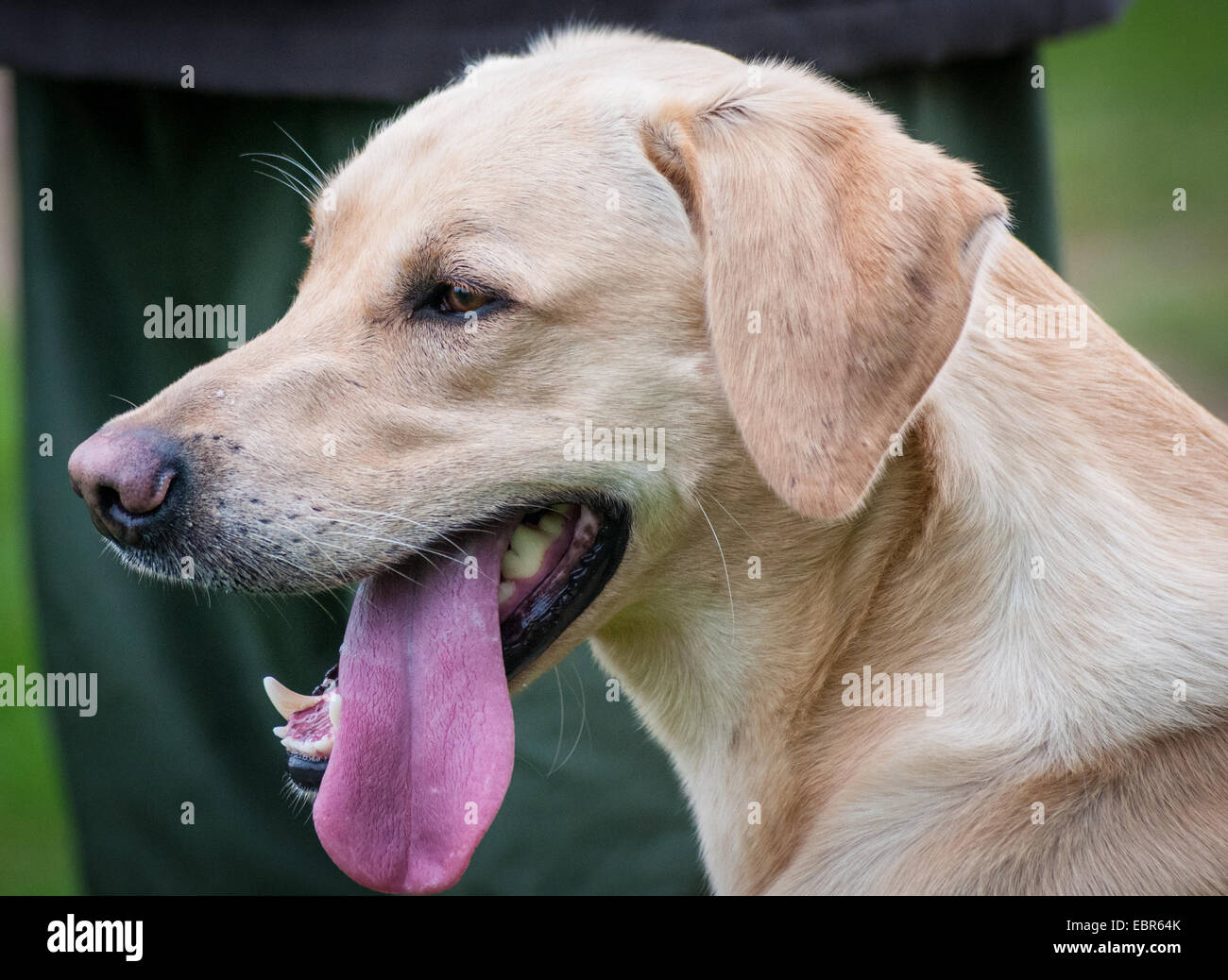 A yellow Labrador dog with his tongue out portrait Stock Photo Alamy