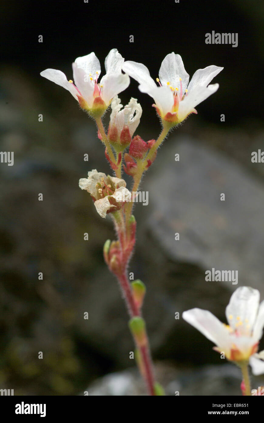 Saxifrage (Saxifraga marginata), inflorescence Stock Photo