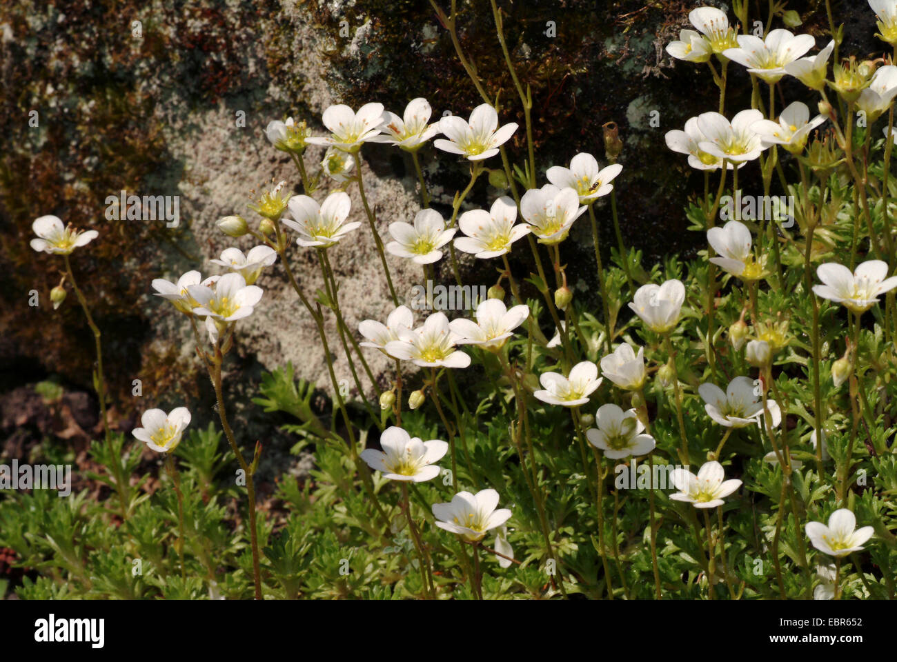 Furrowed saxifrage (Saxifraga exarata), blooming Stock Photo