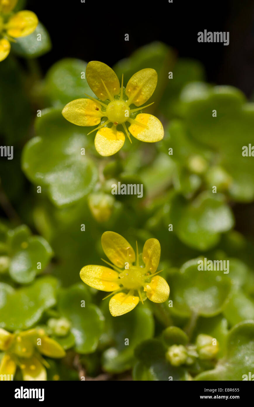 Kidney Saxifrage (Saxifraga hirsuta), flowers Stock Photo