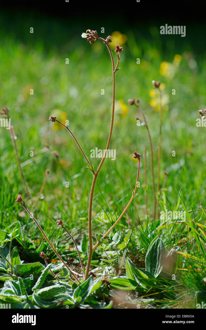 Meadow saxifrage (Saxifraga granulata), blooming, Germany Stock Photo