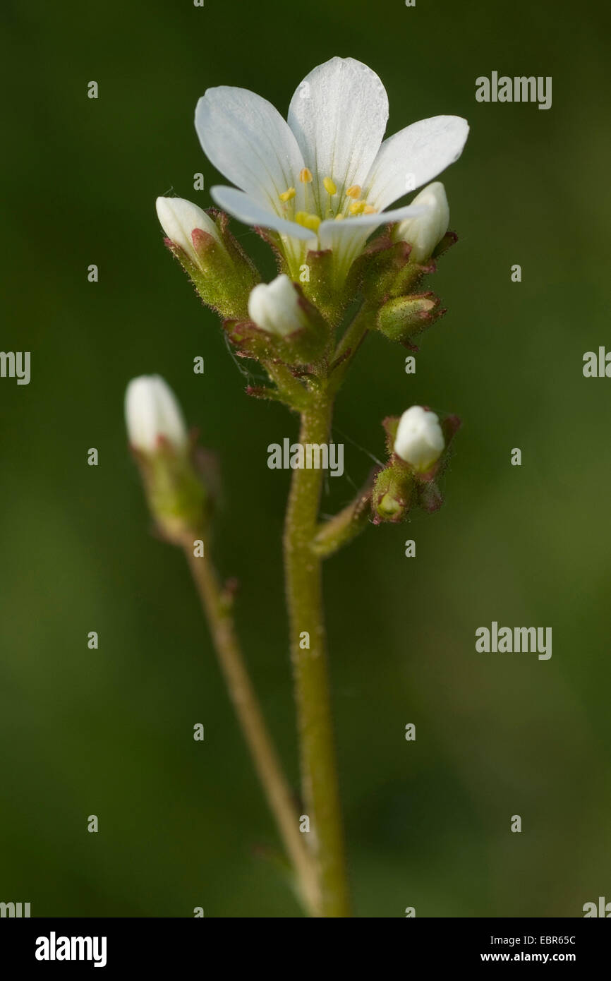 Meadow saxifrage (Saxifraga granulata), inflorescence, Germany Stock Photo