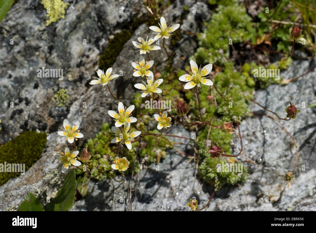 Mossy Saxifrage (Saxifraga bryoides), flower, Switzerland Stock Photo