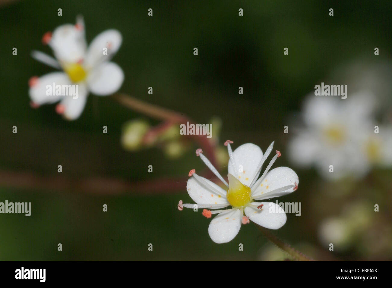 Flesh leaved Saxifraga (Saxifraga cuneifolia), flowers Stock Photo