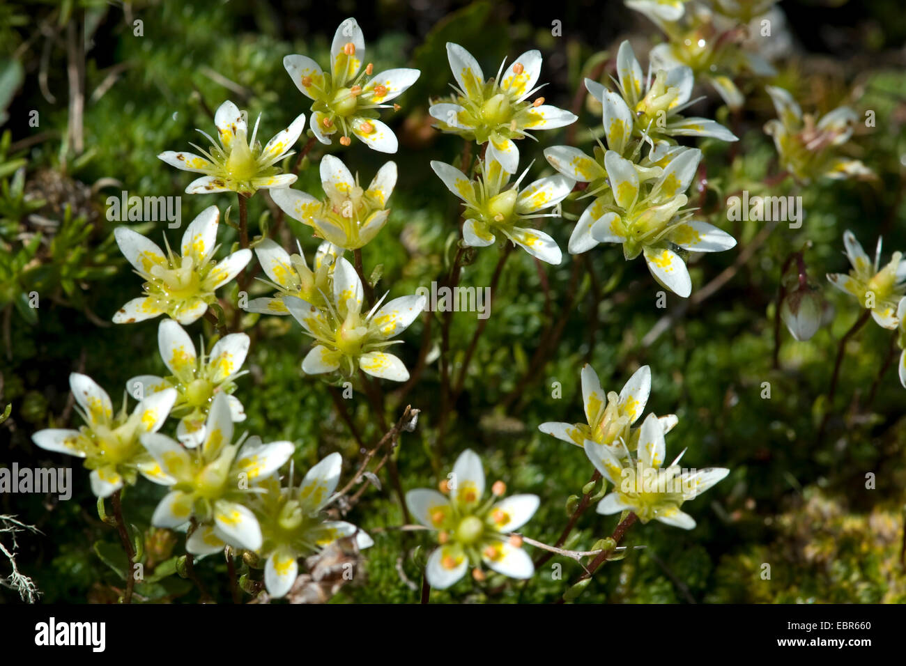 Mossy Saxifrage (Saxifraga bryoides), flowers, Switzerland Stock Photo