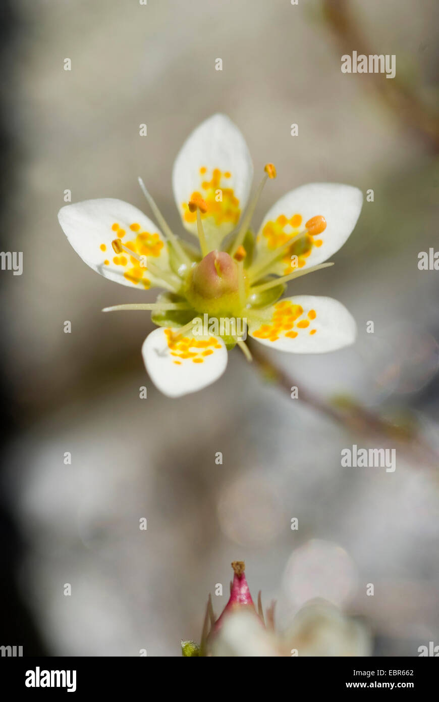 Mossy Saxifrage (Saxifraga bryoides), flower, Germany Stock Photo