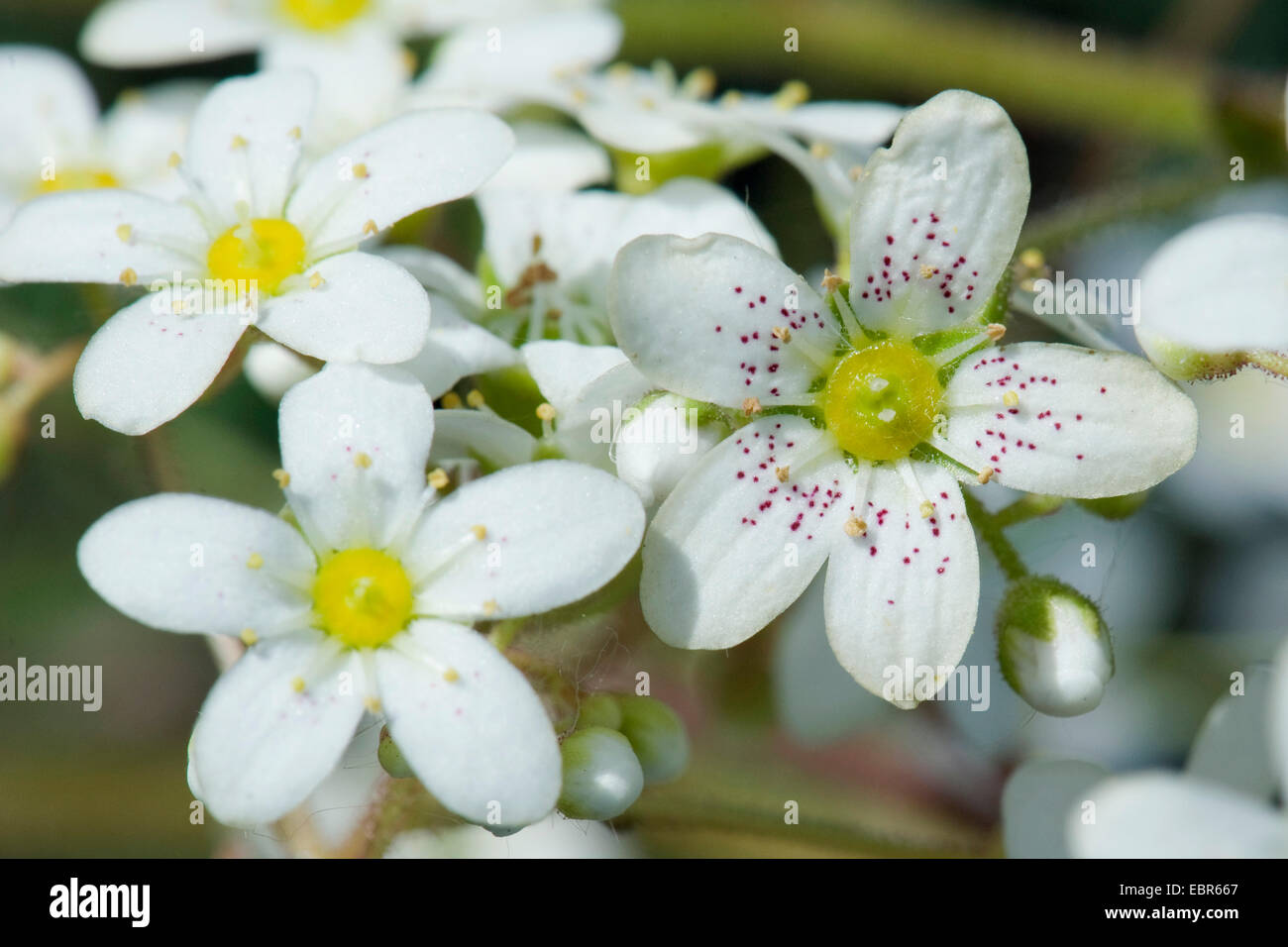 White mountain-saxifrage (Saxifraga paniculata), flowers, Germany Stock Photo
