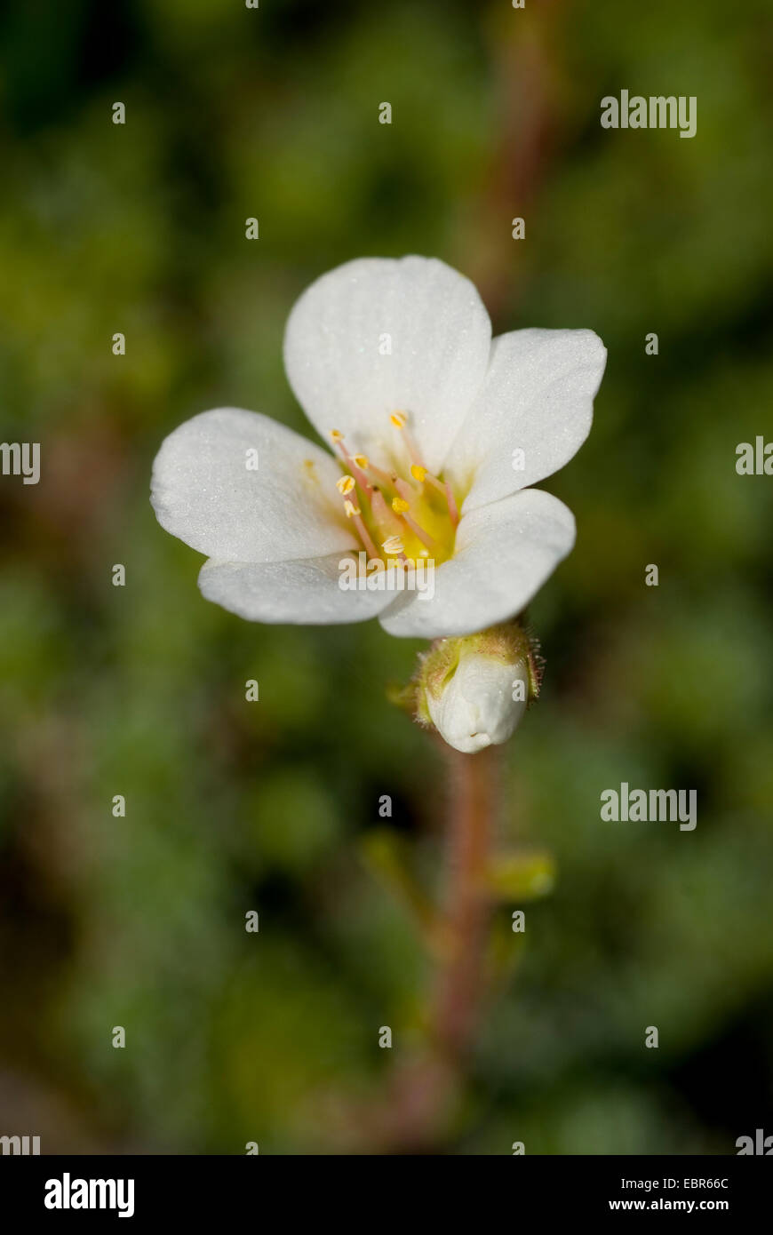 Saxifrage (Saxifraga marginata), flowers Stock Photo