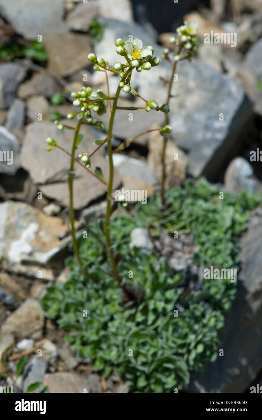 White mountain-saxifrage (Saxifraga paniculata), blooming at a rock wall, Germany Stock Photo