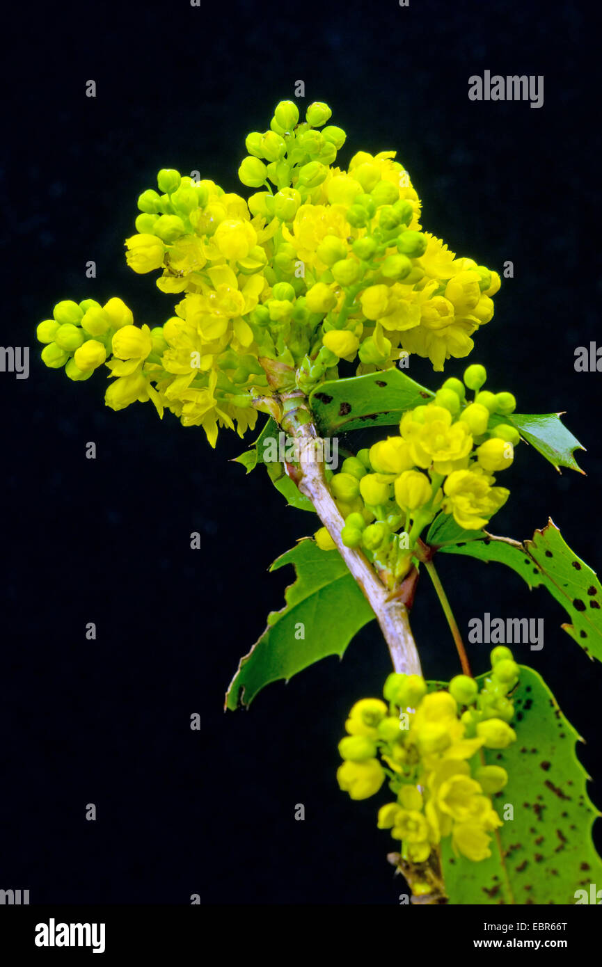 holly-leaf oregongrape, oregon-grape, shining oregongrape, tall oregongrape, mountain grape (Mahonia aquifolium), blooming in front of black, Germany Stock Photo
