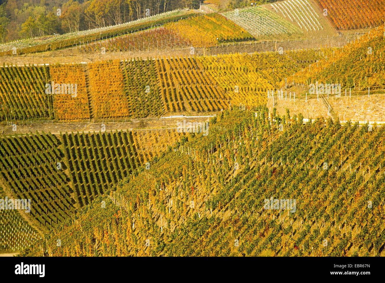 vineyards at the Ahr valley, growing area of the grape-vines Pinot noir and Portugieser Traube, Germany, Rhineland-Palatinate, Ahrtal Stock Photo