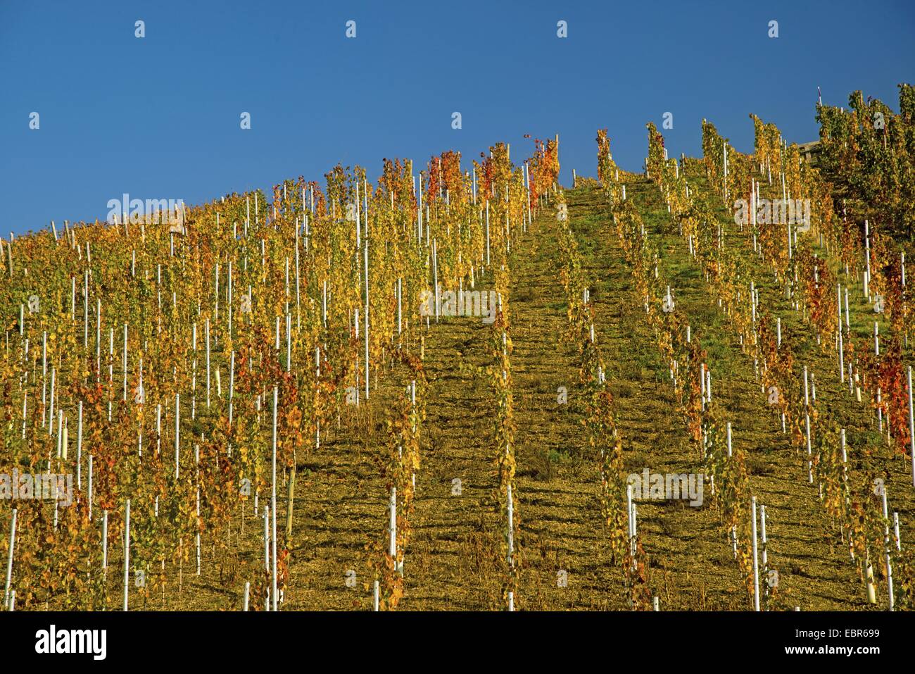 vineyards at the Ahr valley, growing area of the grape-vines Pinot noir and Portugieser Traube, Germany, Rhineland-Palatinate, Ahrtal Stock Photo