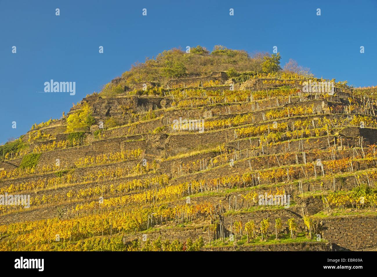 vineyards at the Ahr valley, growing area of the grape-vines Pinot noir and Portugieser Traube, Germany, Rhineland-Palatinate, Eifel, Ahrtal Stock Photo