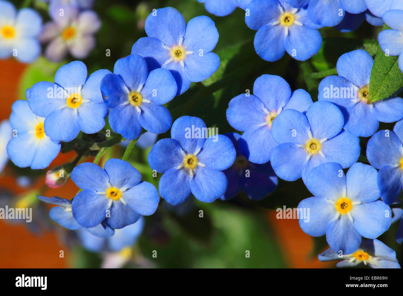 wood forget-me-not, woodland forget-me-not (Myosotis sylvatica), blooming, Germany Stock Photo