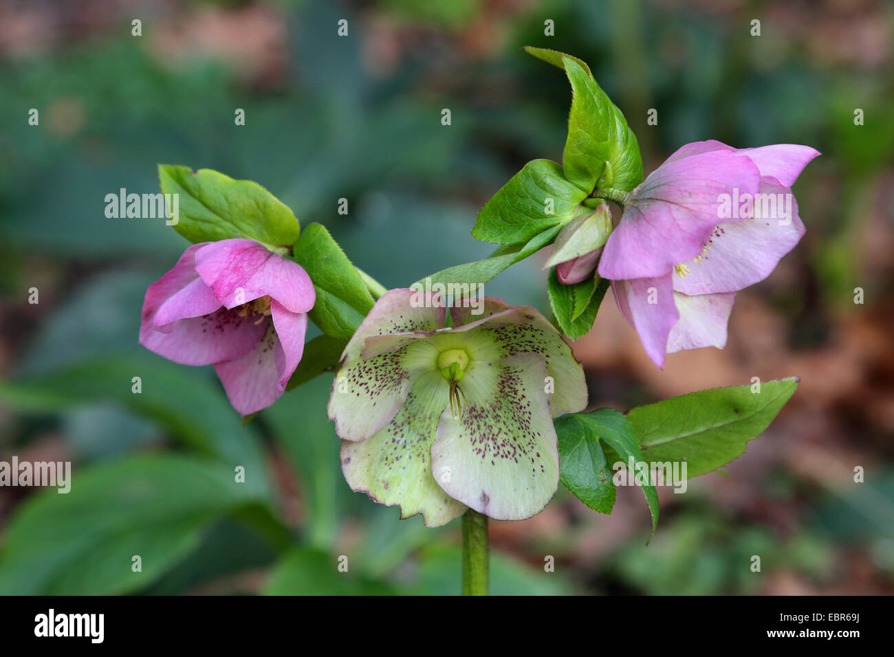 Schneerose (Helleborus orientalis-Hybride), blooming Stock Photo