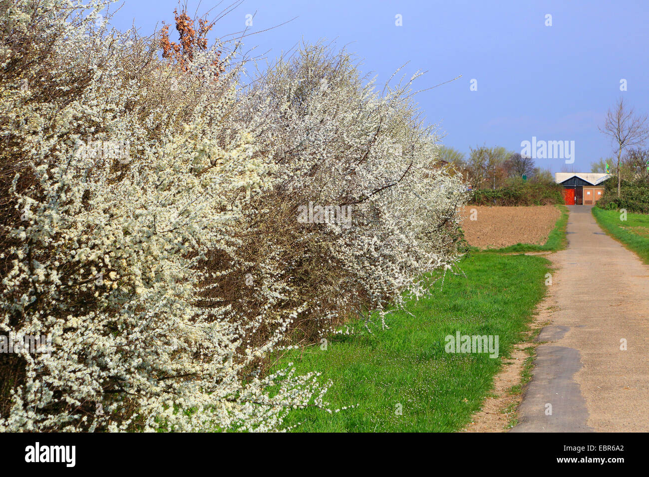 blackthorn, sloe (Prunus spinosa), hedge, Germany Stock Photo