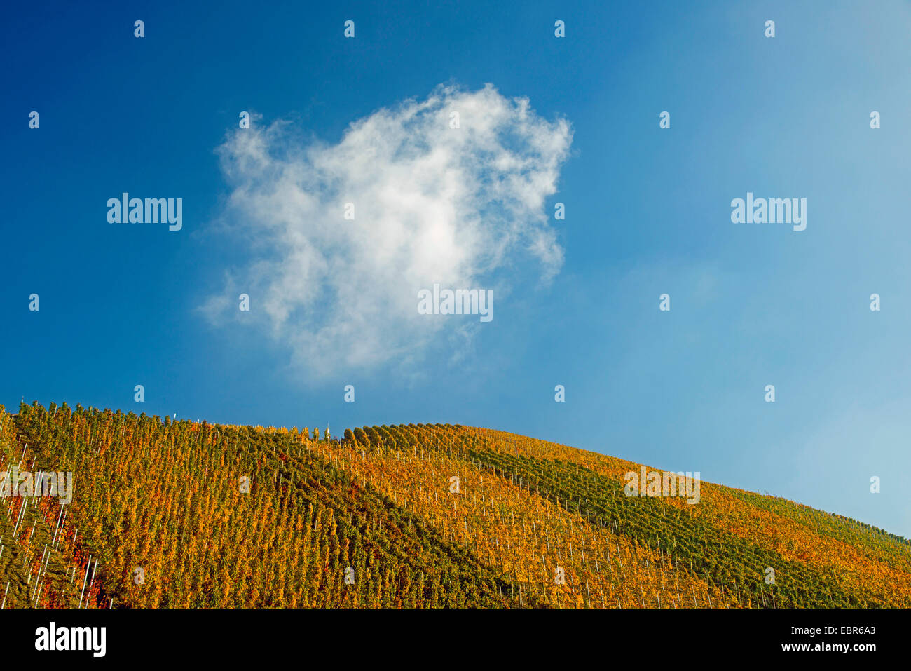 vineyards at the Ahr valley, growing area of the grape-vines Pinot noir and Portugieser Traube, Germany, Rhineland-Palatinate, Ahrtal Stock Photo