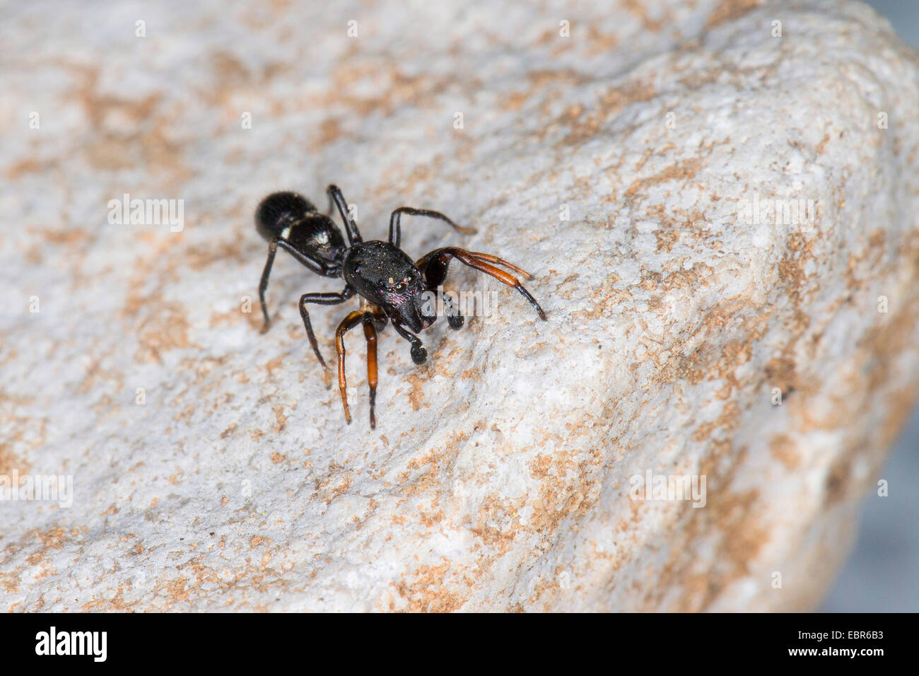 Jumping spider (Leptorchestes berolinensis), on a stone, Germany Stock Photo