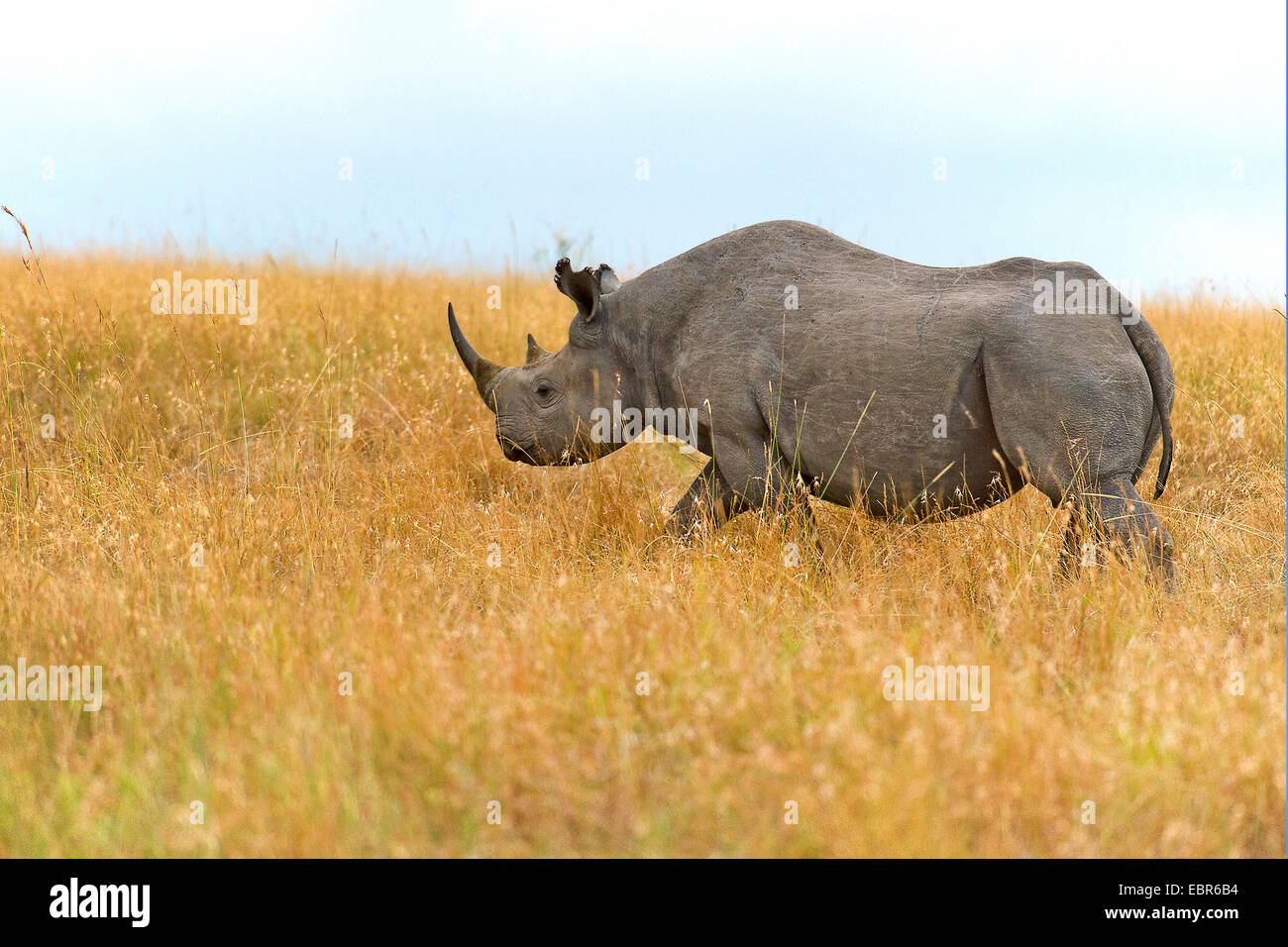 Black rhino kenya hires stock photography and images Alamy