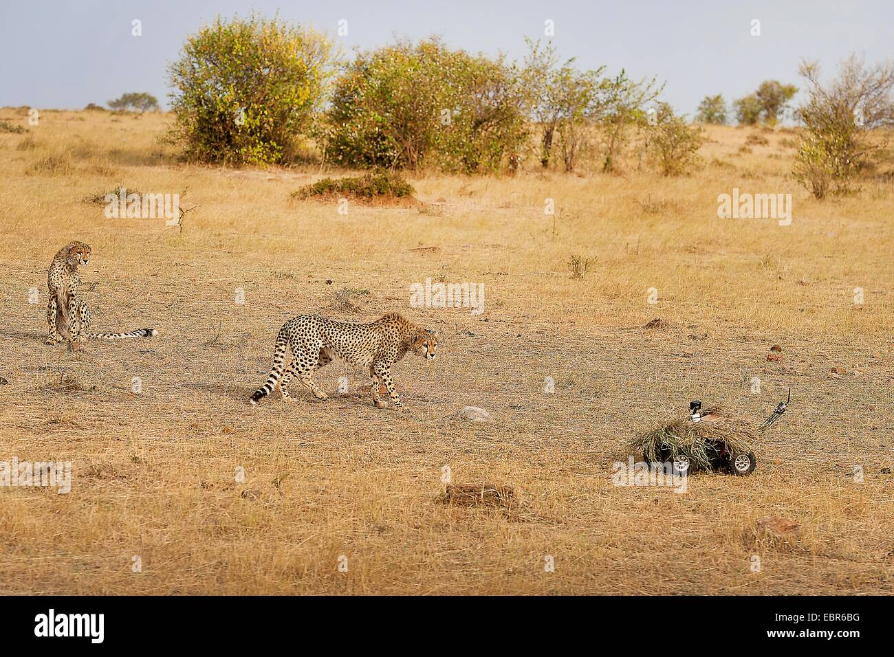cheetah (Acinonyx jubatus), two cheetahs eying up with curiosity a