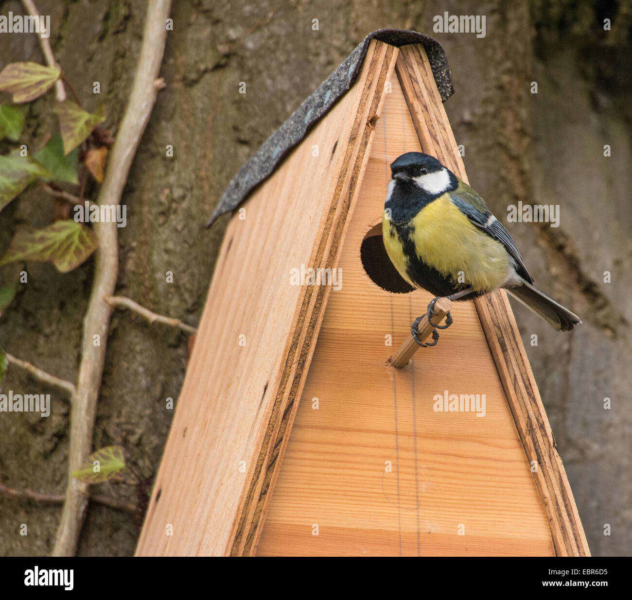 great tit (Parus major), great tit at nesting box, Germany, Mecklenburg-Western Pomerania Stock Photo