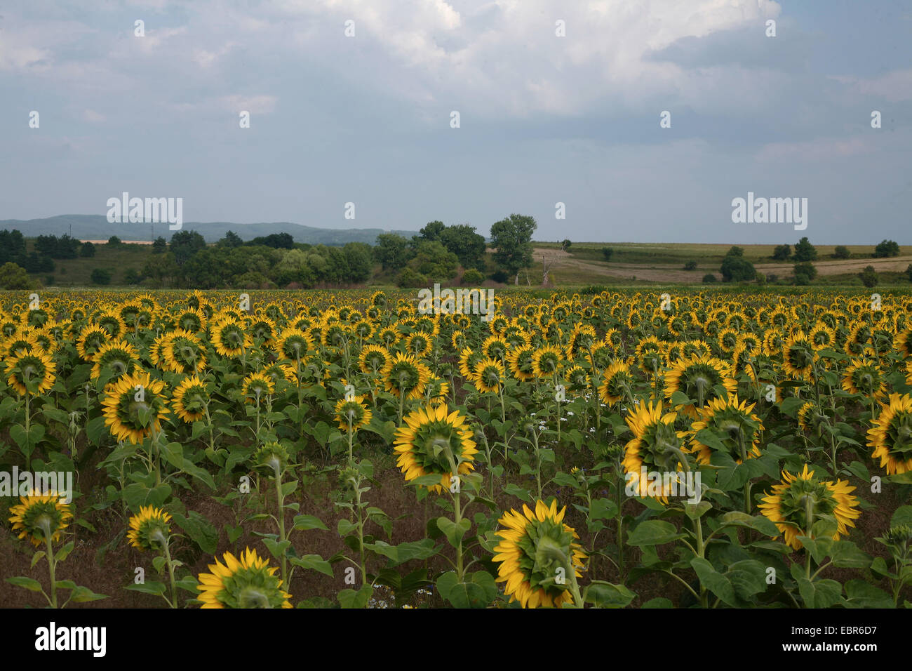 beautiful yellow sunflowers in the field Stock Photo - Alamy