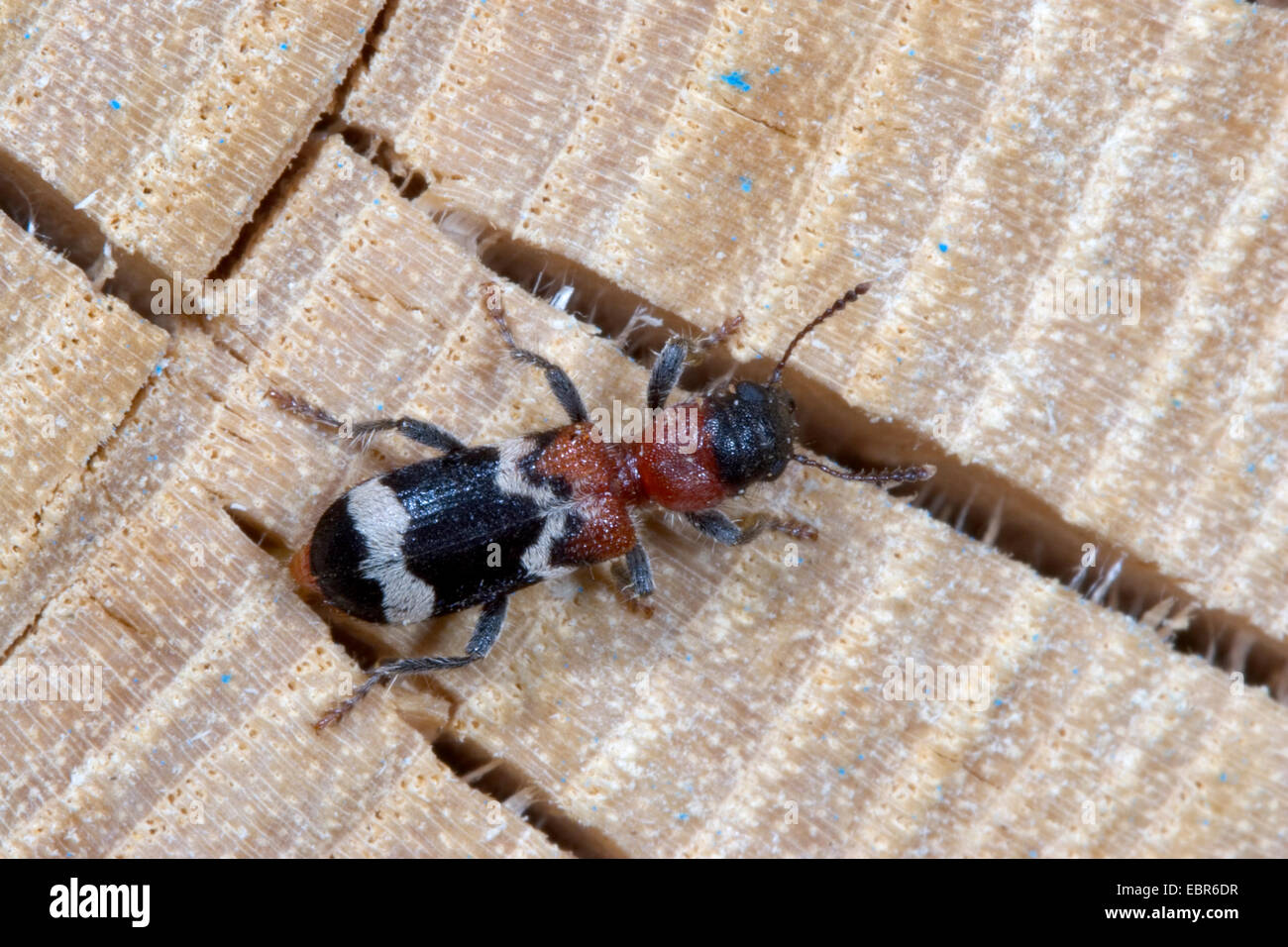 Ant beetle, European Red-bellied Clerid (Thanasimus formicarius), on deadwood, Germany Stock Photo