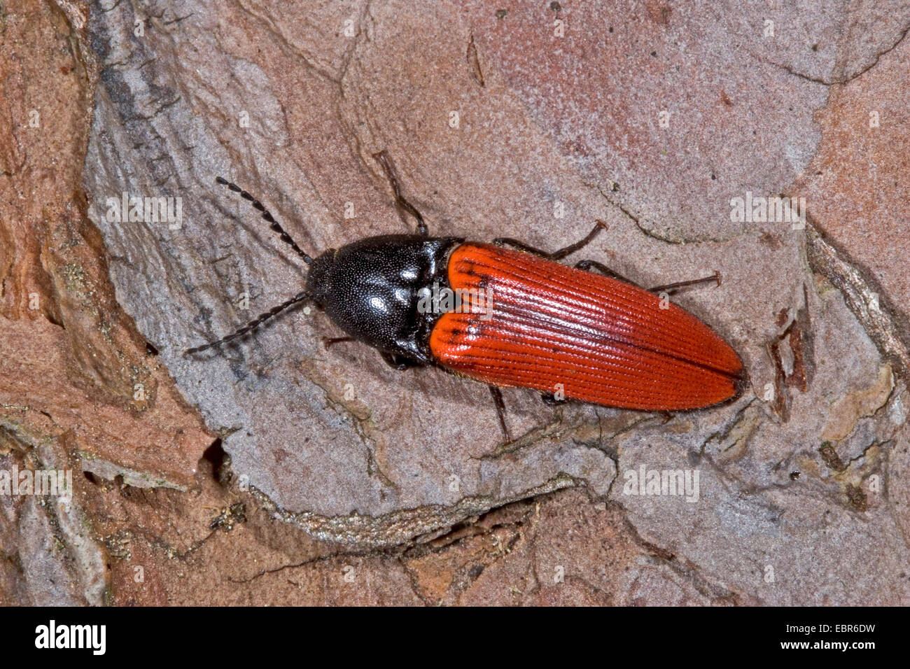bloodred click beetle (Ampedus sanguineus), sitting on bark, Germany Stock Photo