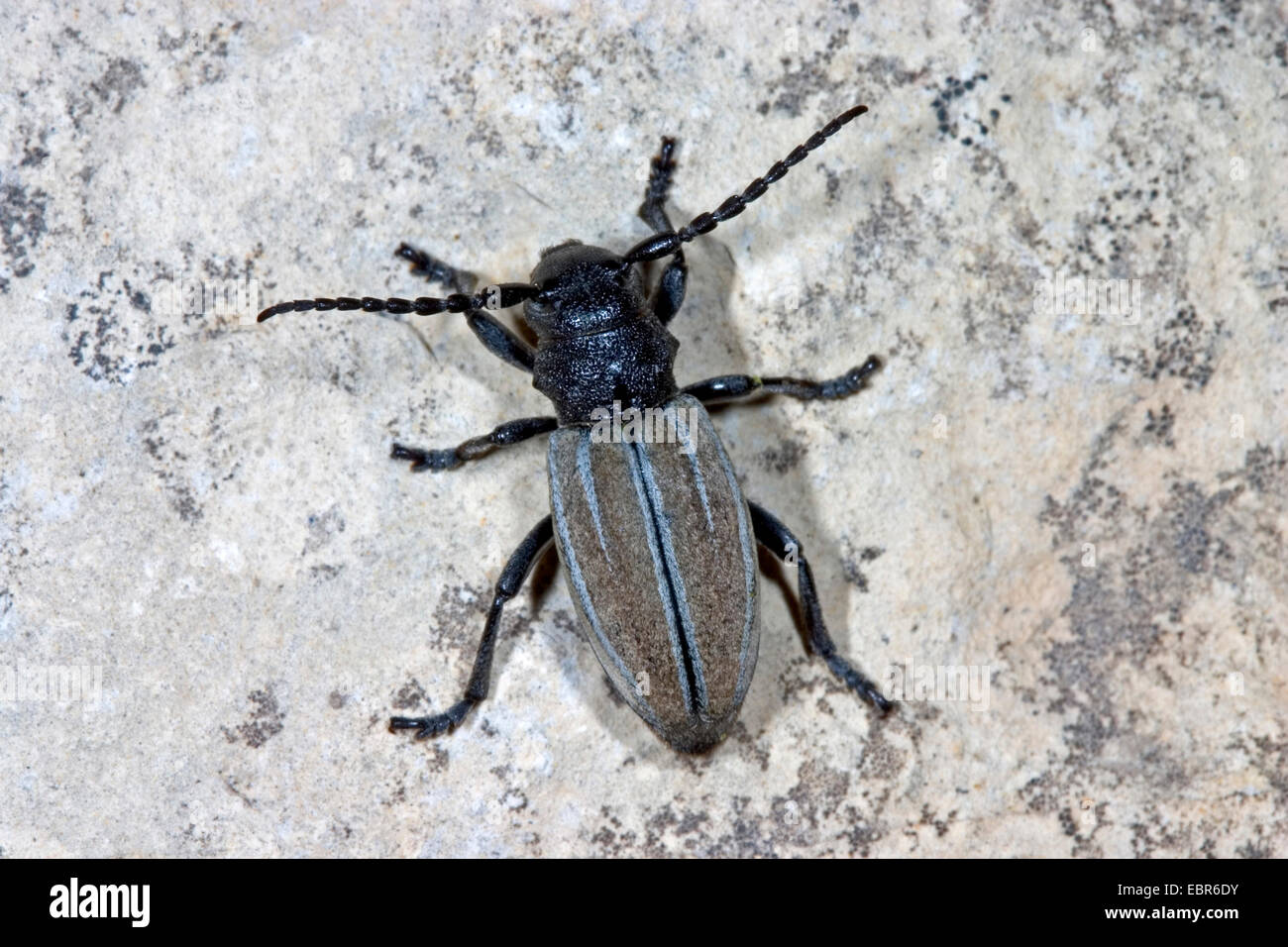 Longhorn beetles (Dorcadion fuliginator), on a stone, Germany Stock Photo