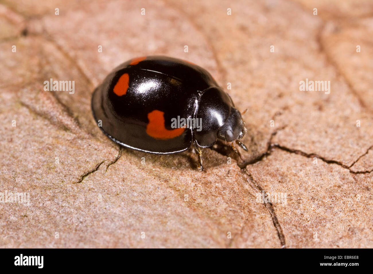 Fourteen-spot ladybird (Brumus quadripustulatus, Exochomus quadripustulatus), on bark, Germany Stock Photo