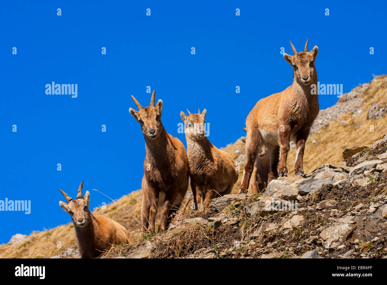 Alpine ibex (Capra ibex, Capra ibex ibex), ibexes standing in cliffy area, Switzerland, Toggenburg, Churfirsten Stock Photo
