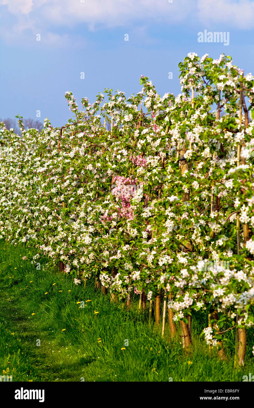 apple tree (Malus domestica), flowering apple trees at an plantation in