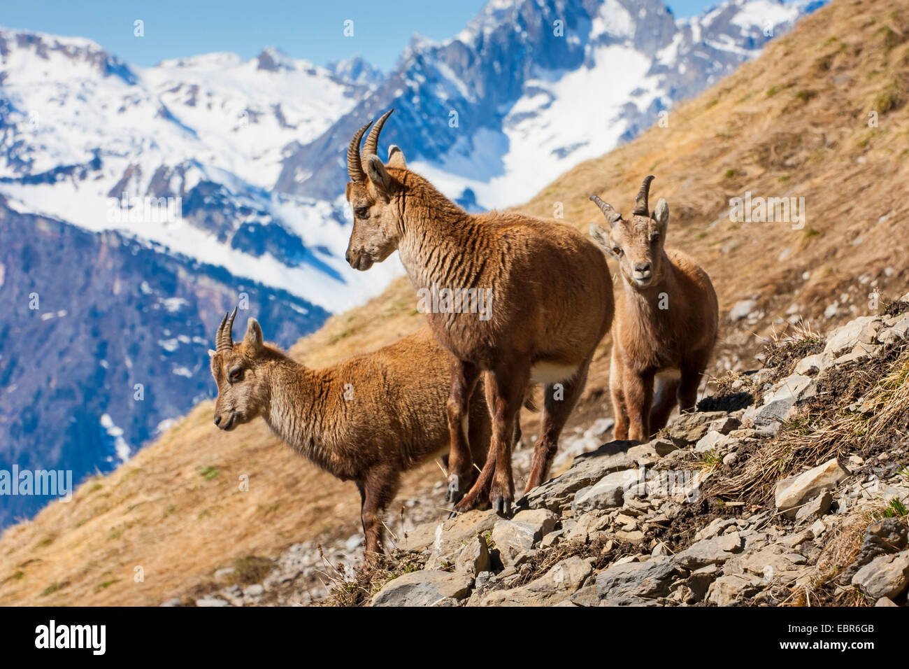 Alpine ibex (Capra ibex, Capra ibex ibex), three ibexes standing in cliffy area in front of a mountain scenery, Switzerland, Toggenburg, Churfirsten Stock Photo