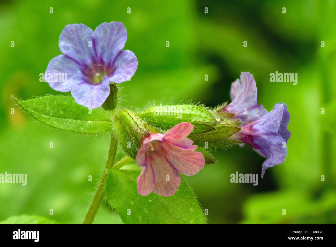 Common lungwort (Pulmonaria officinalis), inflorescence, Germany Stock Photo