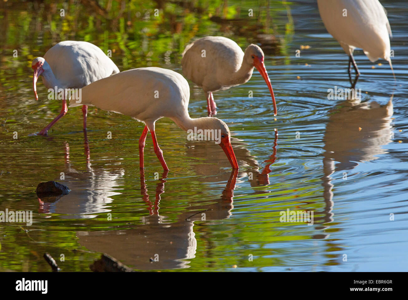 white ibis (Eudocimus albus), searching food in shallow water, in backlight, Costa Rica, Jaco Stock Photo