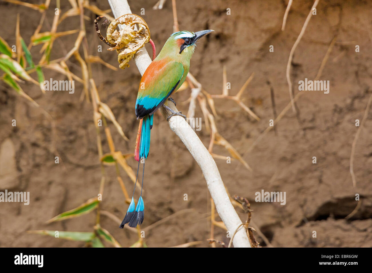 Turquoise-browed motmot (Eumomota superciliosa), sitting on a branch in front of the breeding wall, Costa Rica, Rio Tarcoles Stock Photo