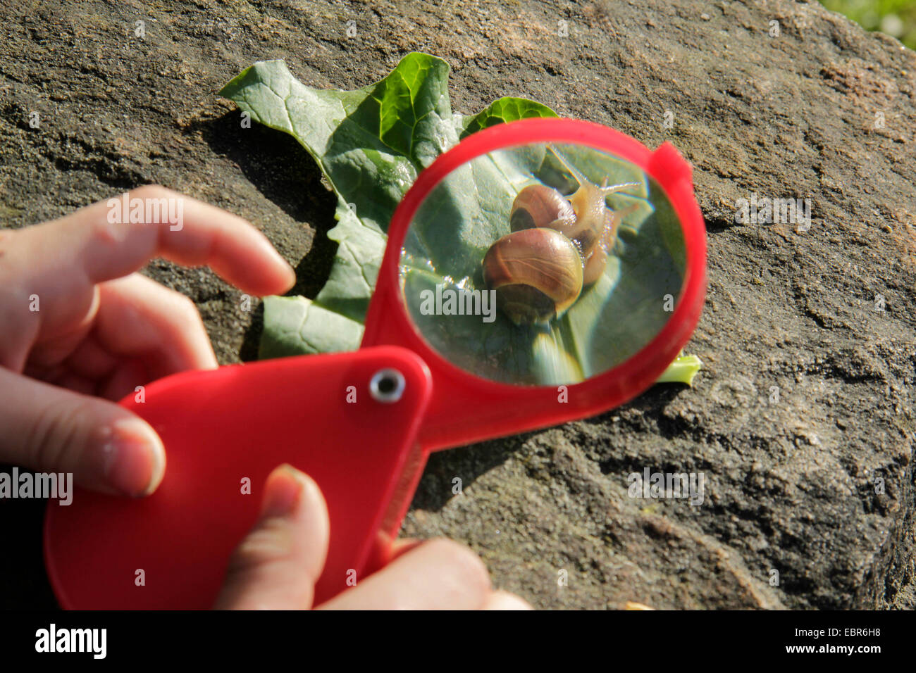 little boy watching with a magnifying glass snails with a snail-shell, Germany, North Rhine-Westphalia Stock Photo