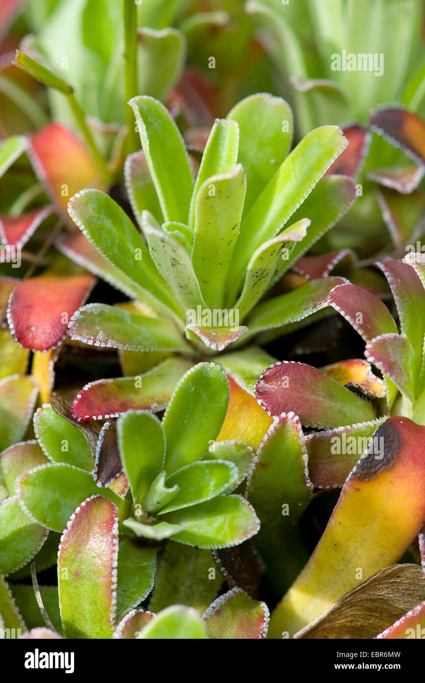 White mountain-saxifrage (Saxifraga paniculata), leaf rosettes, Germany Stock Photo