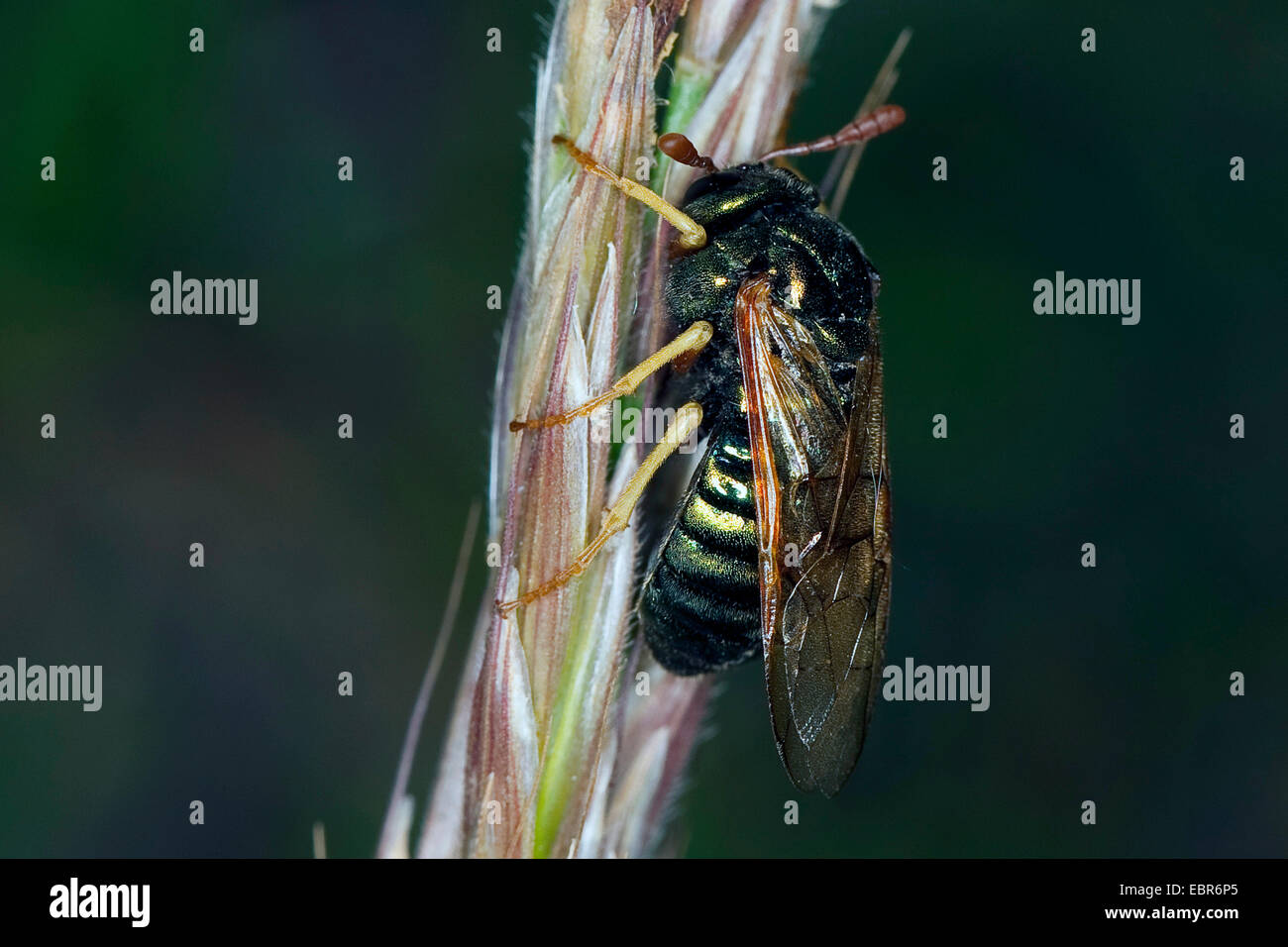 Hawthorn sawfly (Abia spec.), sitting at a grass ear, Germany Stock Photo