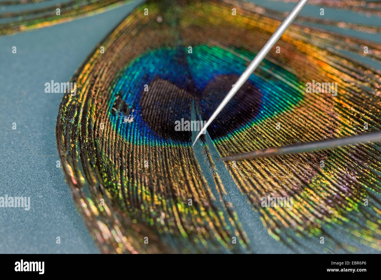 common peafowl (Pavo cristatus), exposed barb of a peacock feather for searching barbules and hooklets with binocular Stock Photo