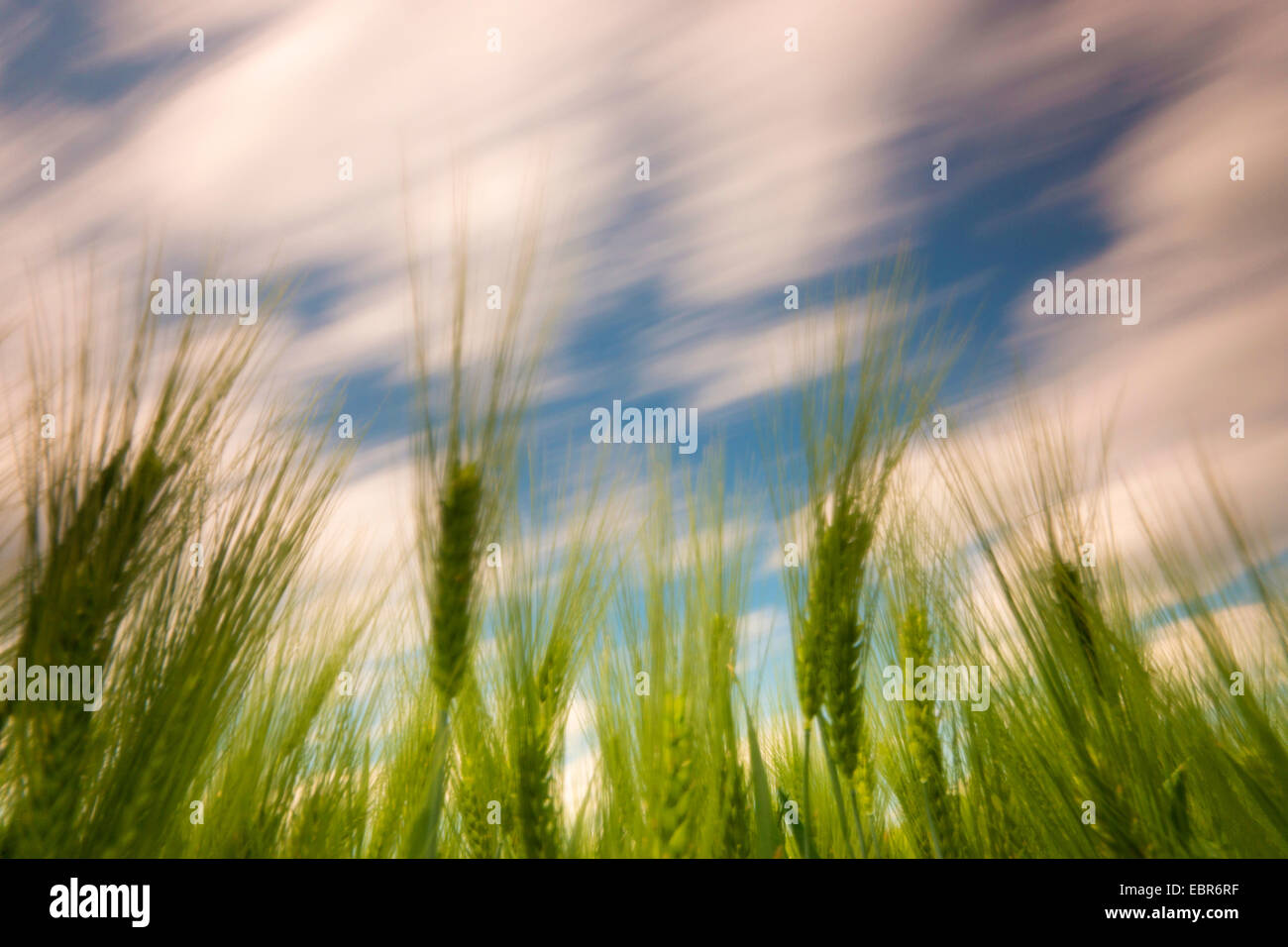common barley, sixrowed barley (Hordeum vulgare), barley field in wind