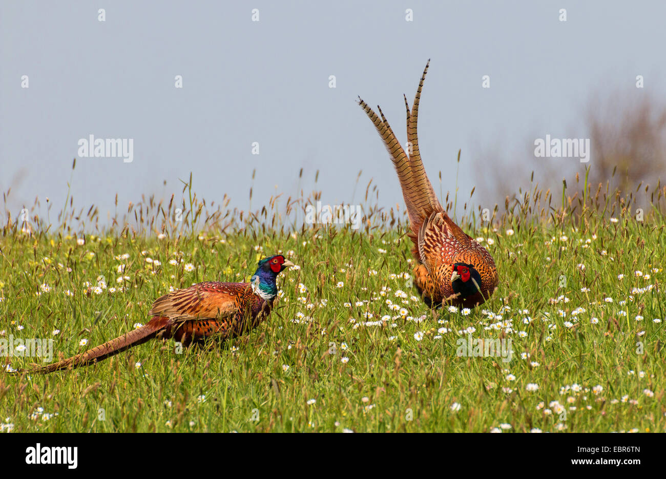common pheasant, Caucasus Pheasant, Caucasian Pheasant (Phasianus colchicus), pheasant males fighting, Germany, Lower Saxony, Spiekeroog Stock Photo