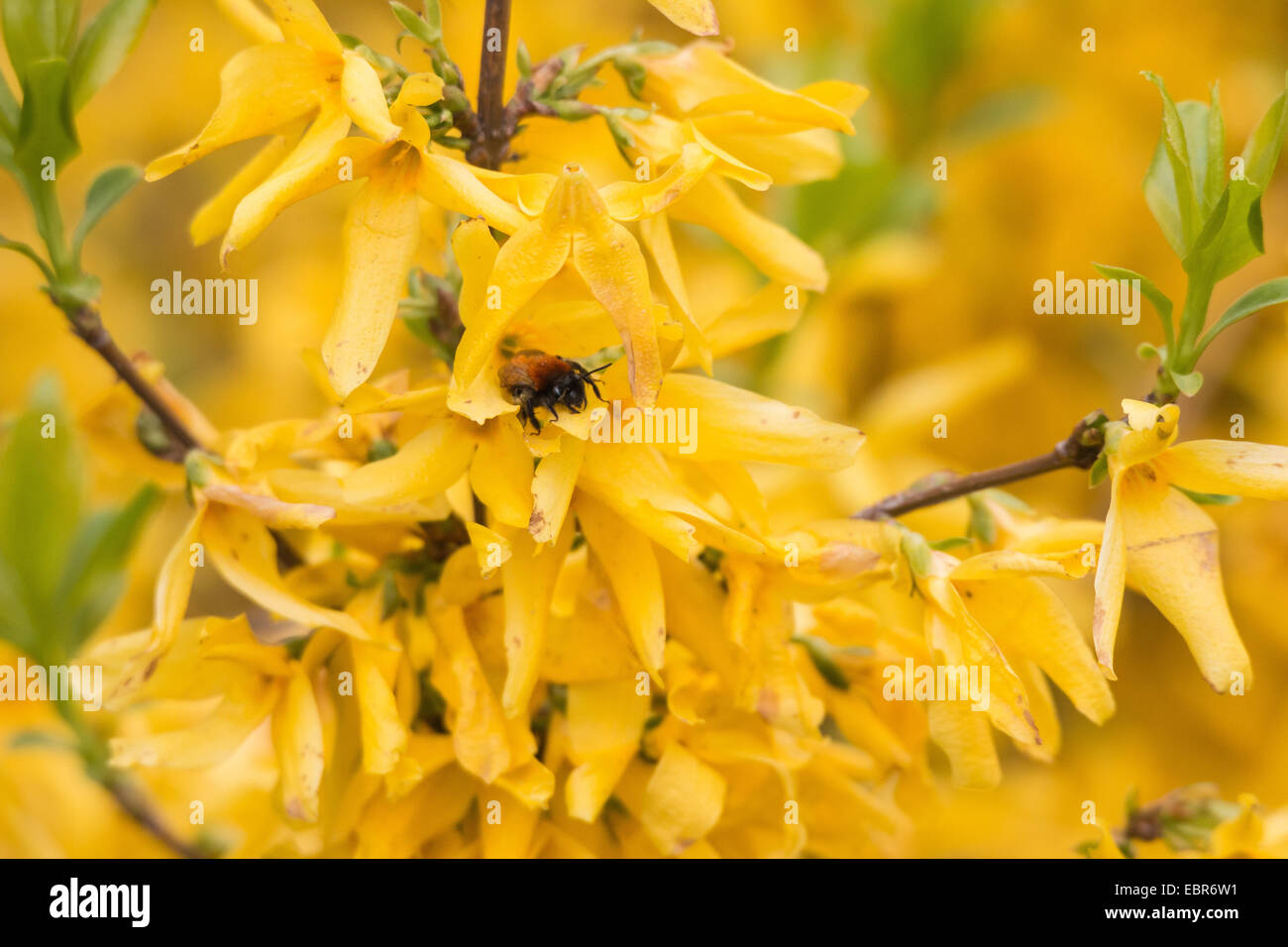 Common forsythia (Forsythia x intermedia, Forsythia intermedia), flowering forsythia with bumble bee, Germany Stock Photo