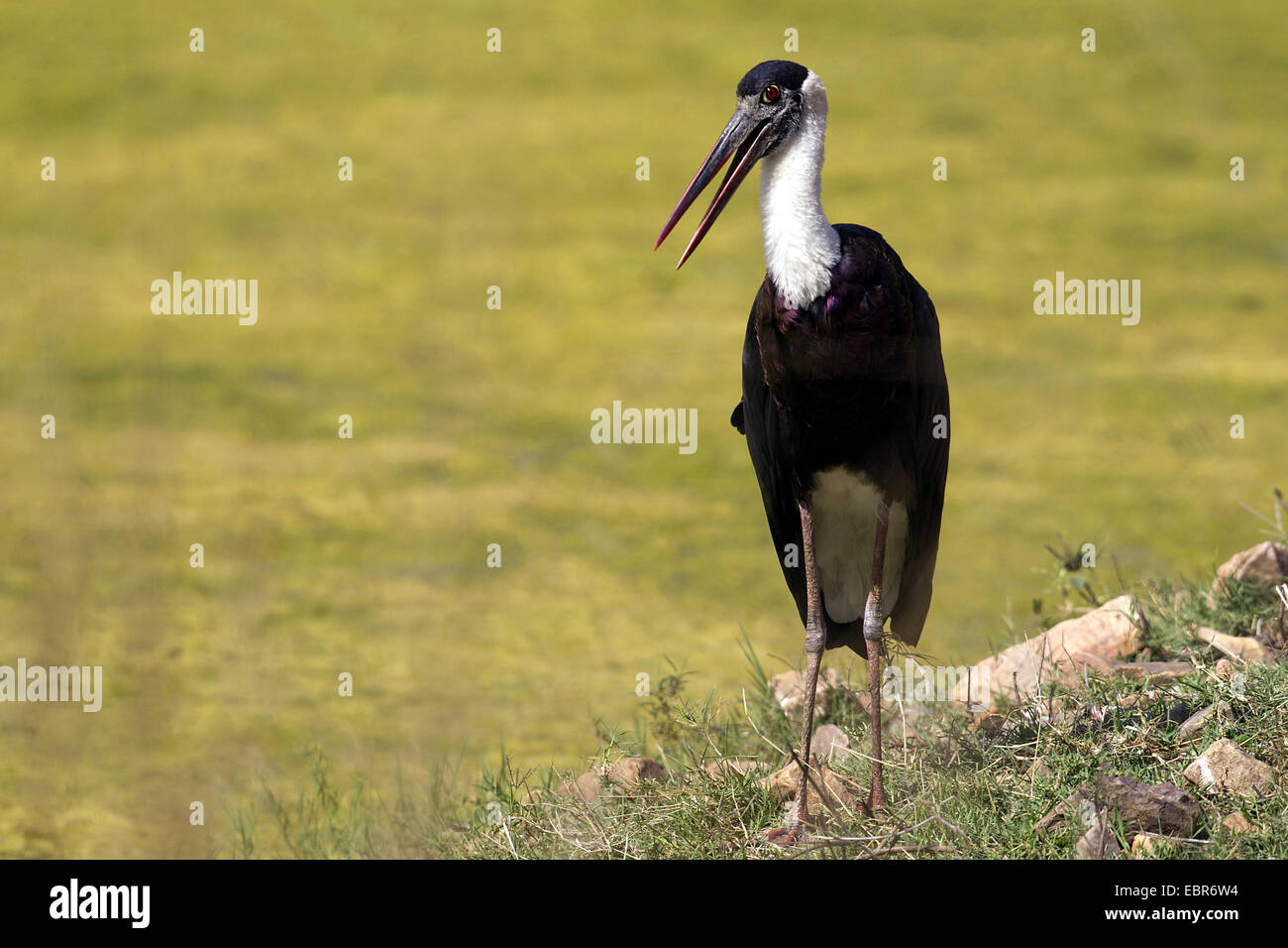 woolly-necked stork (Ciconia episcopus), looking around  for prey, India, Ranthambhore Stock Photo