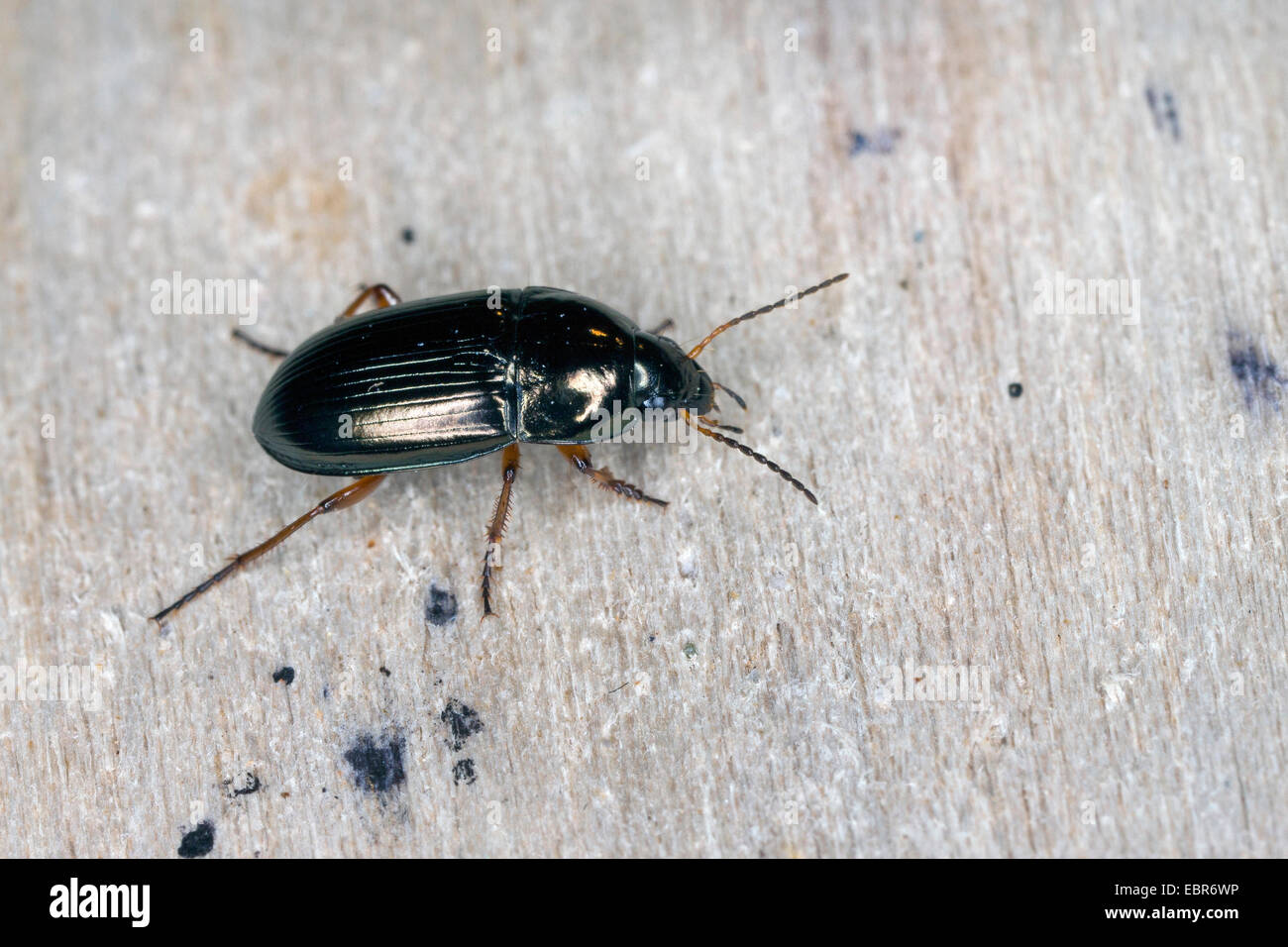 social sun beetle (Amara familiaris), on deadwood, Germany Stock Photo