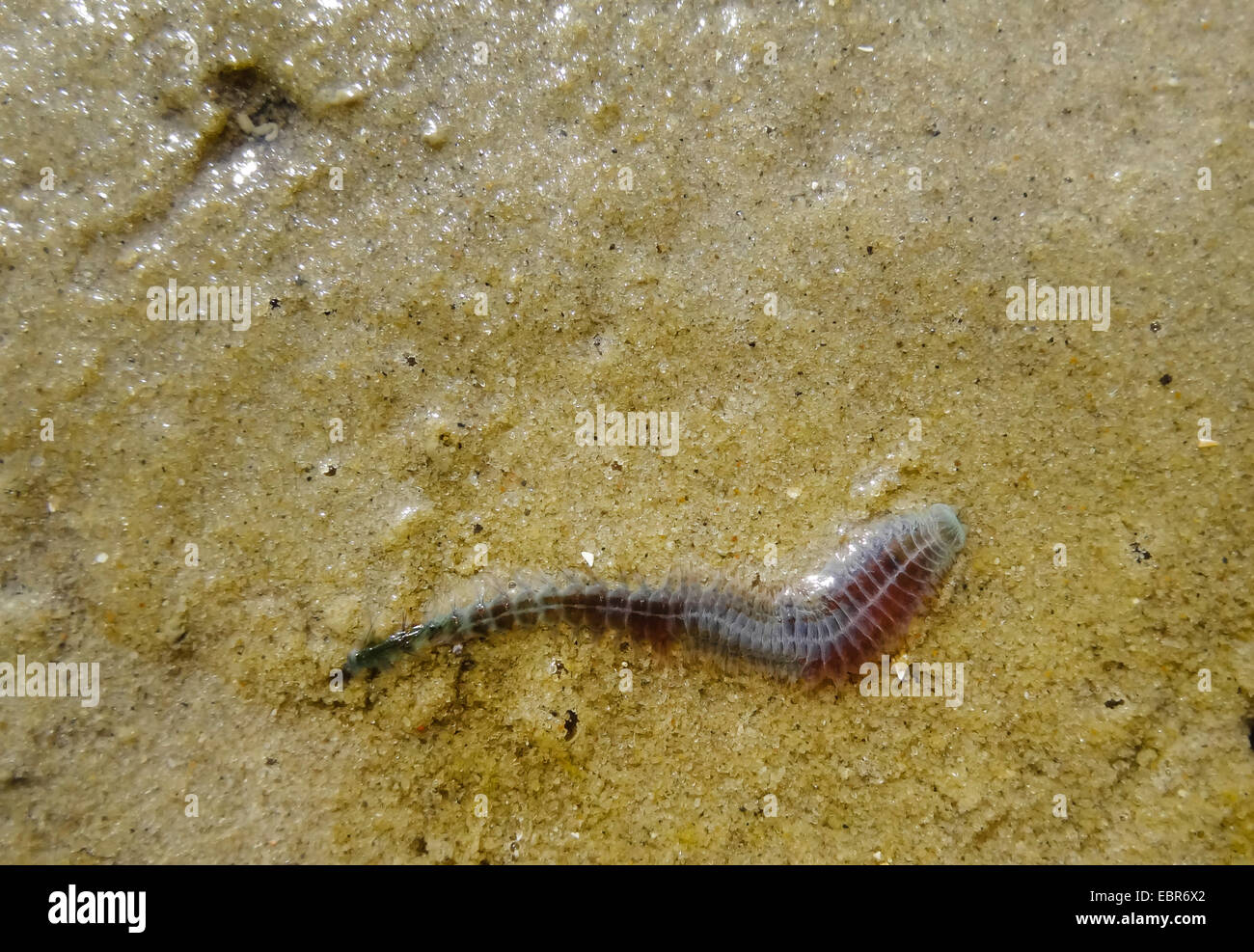 ragworm, sandworm, clam worm, king ragworm (Nereis virens, Neanthes virens), regworm at the intertidal mud flat, Germany, Lower Saxony, Spiekeroog Stock Photo