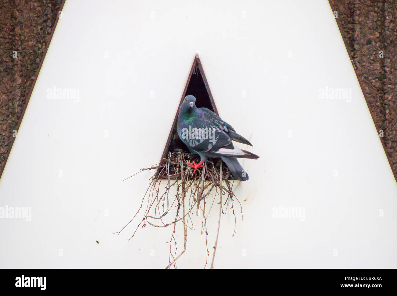 domestic pigeon (Columba livia f. domestica), pigeon nesting in a letter of a writing, Germany Stock Photo
