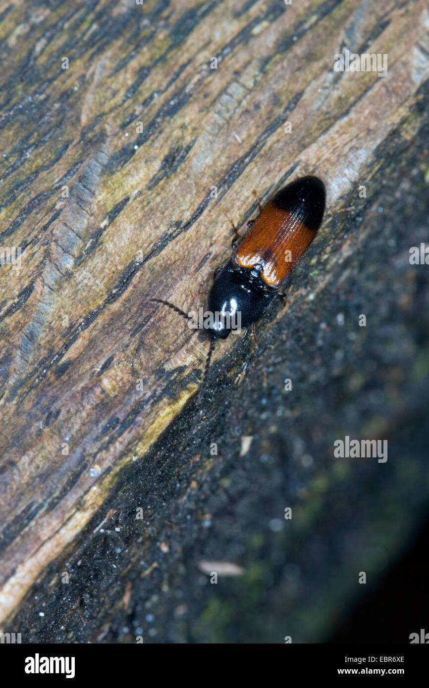 Click beetle (Ampedus balteatus, Elater balteatus), on deadwood, Germany Stock Photo