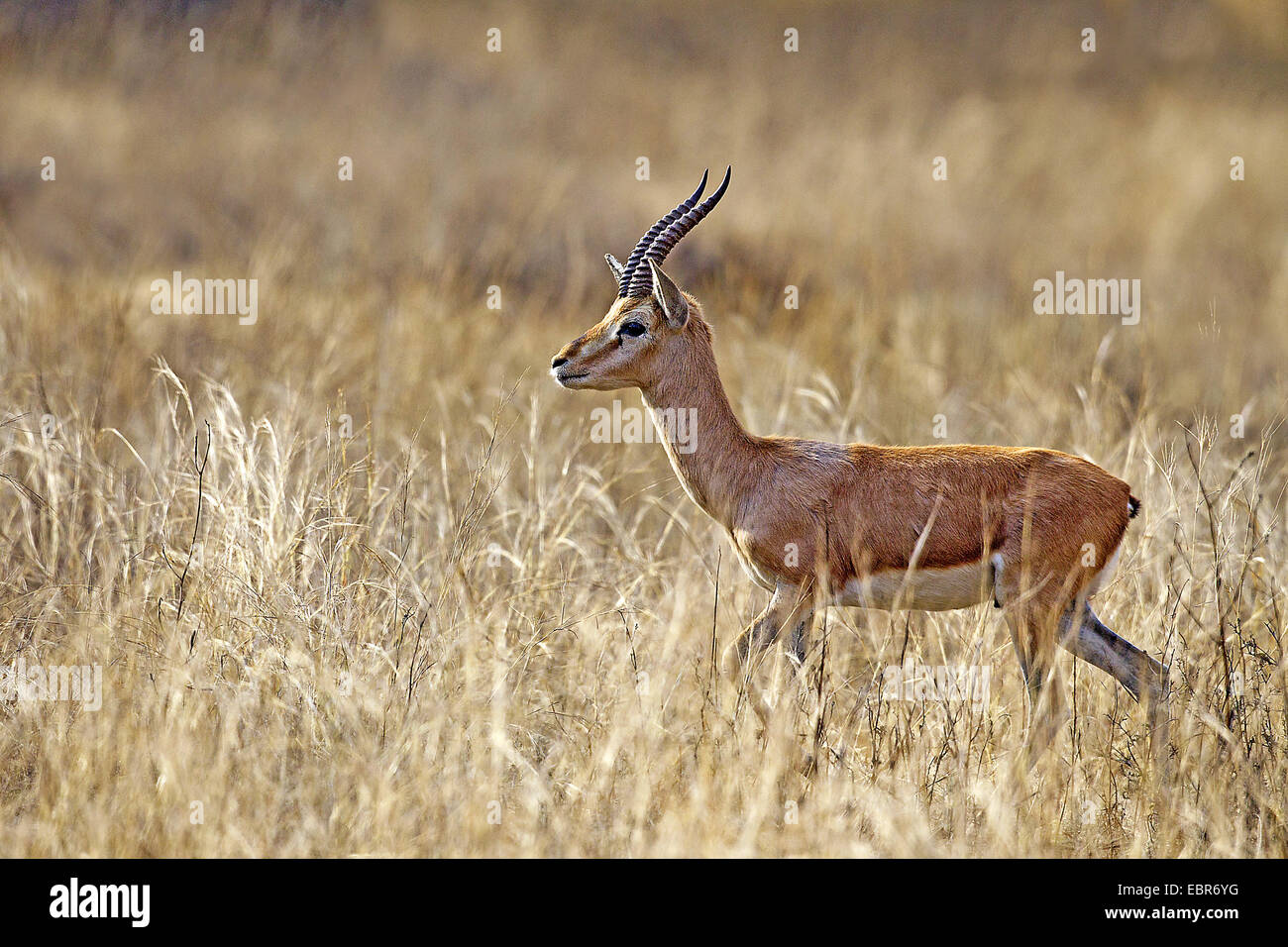 chinkara (Gazella bennettii), male in dry grass, India, Ranthambhore Stock Photo